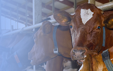  霉溢清（反刍）